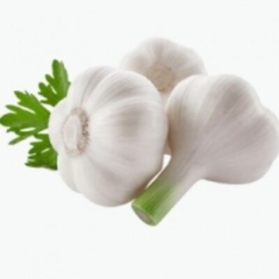 resources of White Garlic exporters