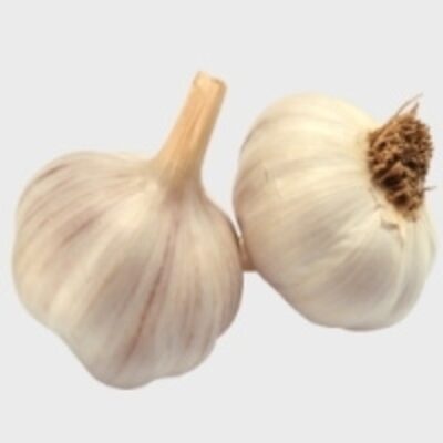 resources of Green Purple Garlic exporters