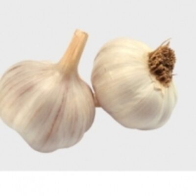resources of Purple Garlic exporters