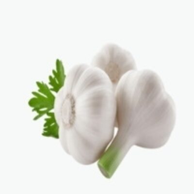 resources of Green White Garlic exporters