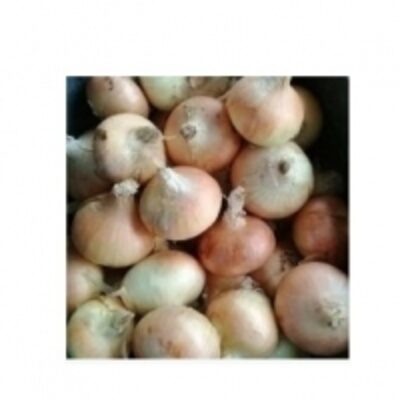 resources of Golden Yellow Onions exporters