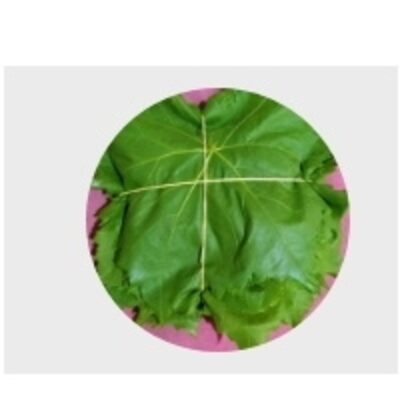 resources of Grape Leaves exporters