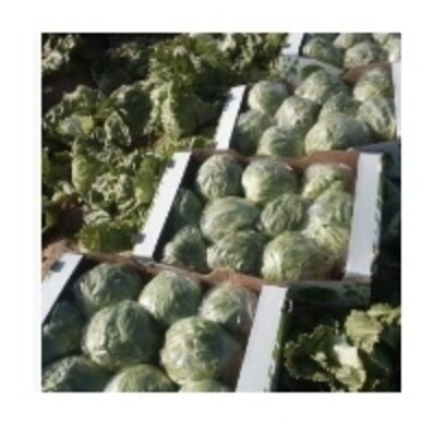 resources of Fresh Lettuce exporters