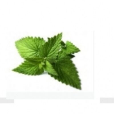 resources of Spearmint exporters