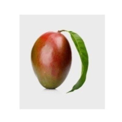 resources of Tommy Atkins Mango exporters