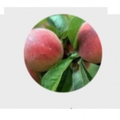 resources of Fresh Peach exporters
