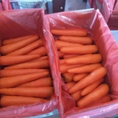 resources of Fresh Carrot exporters