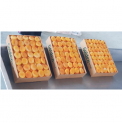 resources of Apricot exporters
