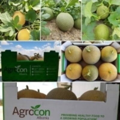 resources of Fresh Melon exporters