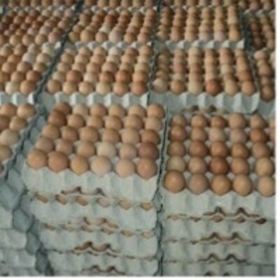 resources of Eggs exporters