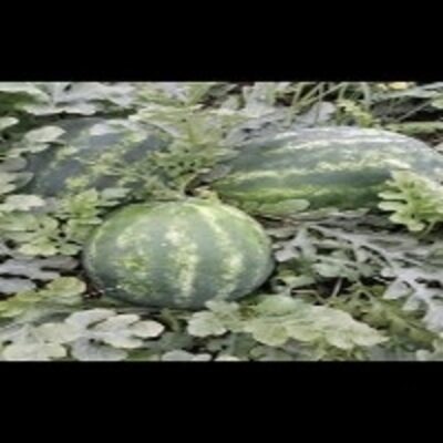 resources of Watermelon exporters