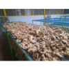 Ginger Exporters, Wholesaler & Manufacturer | Globaltradeplaza.com