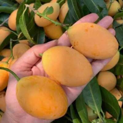 resources of Plum Mangoes exporters