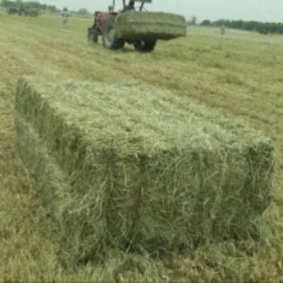 resources of Best Quality Alfalfa Hay exporters