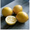 Lemons Exporters, Wholesaler & Manufacturer | Globaltradeplaza.com