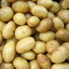 Potatoes Exporters, Wholesaler & Manufacturer | Globaltradeplaza.com