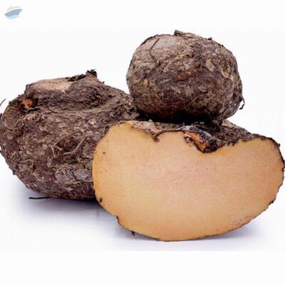 resources of Elephant Yam exporters