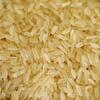 Parboiled Rice Exporters, Wholesaler & Manufacturer | Globaltradeplaza.com