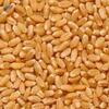 Lokwan Wheat Exporters, Wholesaler & Manufacturer | Globaltradeplaza.com