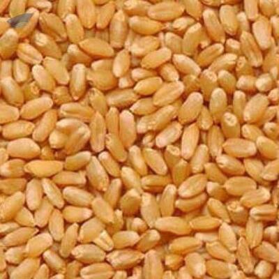 resources of Lokwan Wheat exporters