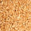 Sharbati Wheat Exporters, Wholesaler & Manufacturer | Globaltradeplaza.com