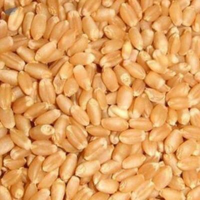 resources of Sharbati Wheat exporters
