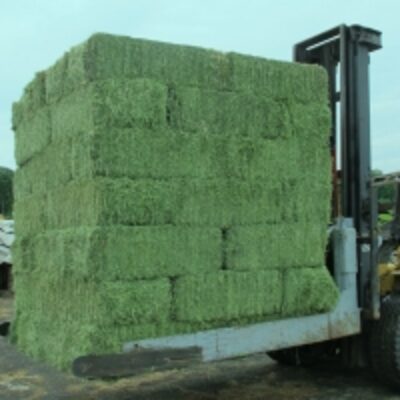 resources of Alfalfa Hay Bales exporters