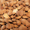 Raw Dried Apricot Kernels Exporters, Wholesaler & Manufacturer | Globaltradeplaza.com