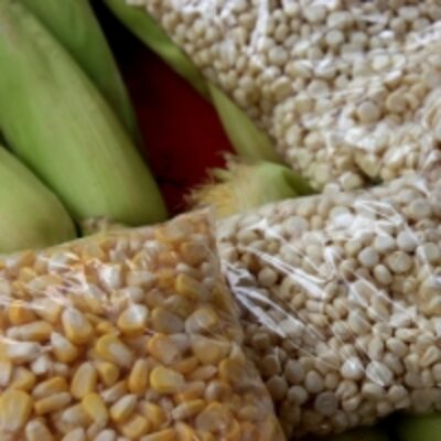 resources of White And Yellow Corn exporters