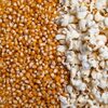 Popcorn Seeds, Butterfly Popcorn Seeds Kernels Exporters, Wholesaler & Manufacturer | Globaltradeplaza.com