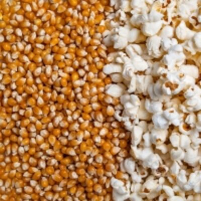 resources of Popcorn Seeds, Butterfly Popcorn Seeds Kernels exporters