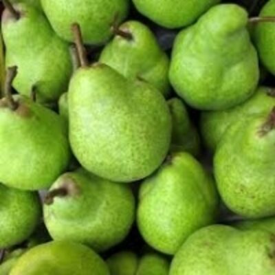 resources of Fresh Pear exporters