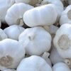 Fresh Garlic Exporters, Wholesaler & Manufacturer | Globaltradeplaza.com