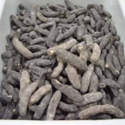 resources of Dried Sea Cucumber exporters