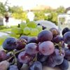 Fresh Sweet Grapes Exporters, Wholesaler & Manufacturer | Globaltradeplaza.com