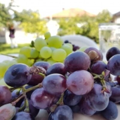 resources of Fresh Sweet Grapes exporters
