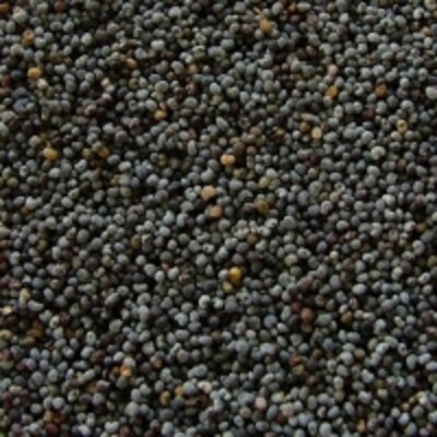 resources of Poppy Seeds exporters