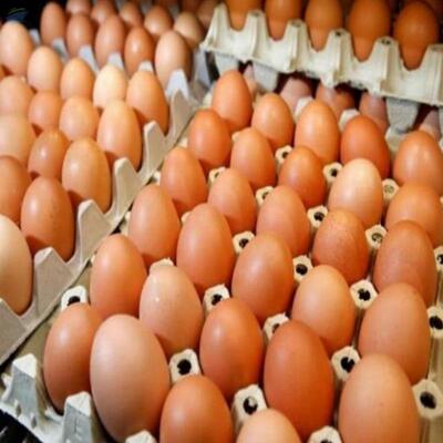 resources of Fresh Table Chicken Eggs exporters