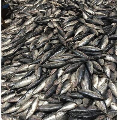 resources of Seafood Fresh Frozen Fish exporters