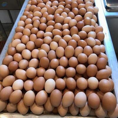 resources of Fresh Chicken Eggs exporters