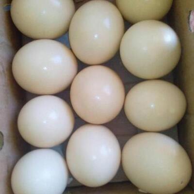 resources of Fertile Ostrich Eggs exporters