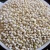 Pearl Barley Exporters, Wholesaler & Manufacturer | Globaltradeplaza.com