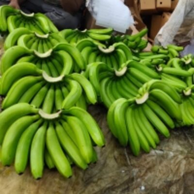 resources of Cavendish Bananas exporters