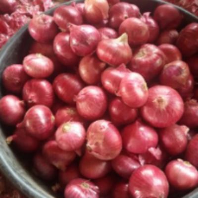 resources of Small Red Onion exporters