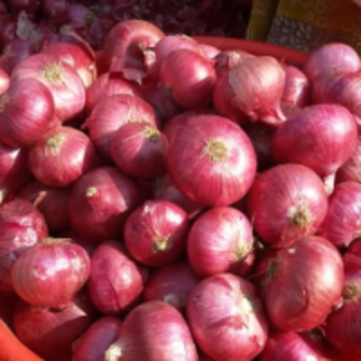 resources of Big Red Onion exporters
