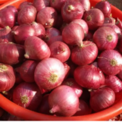 resources of Nashik Onion exporters