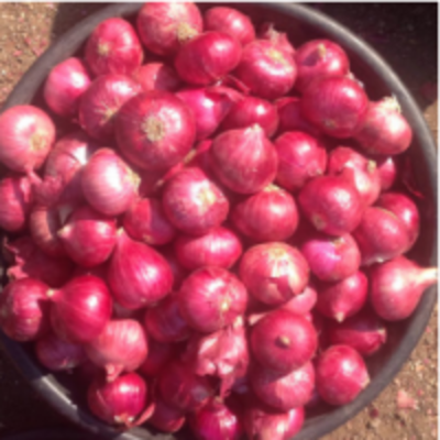 resources of Bombay Onion exporters