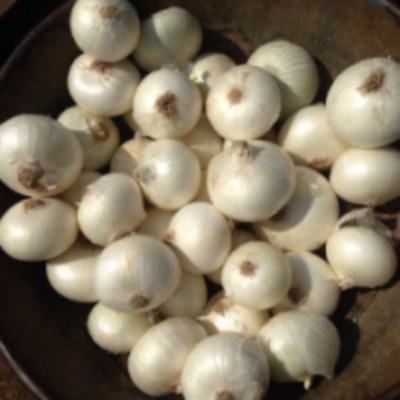 resources of Fresh Small White Onion exporters