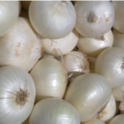 resources of Big White Onion exporters