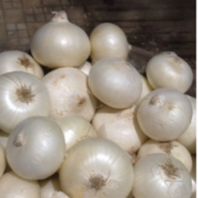 resources of Indian White Onion exporters